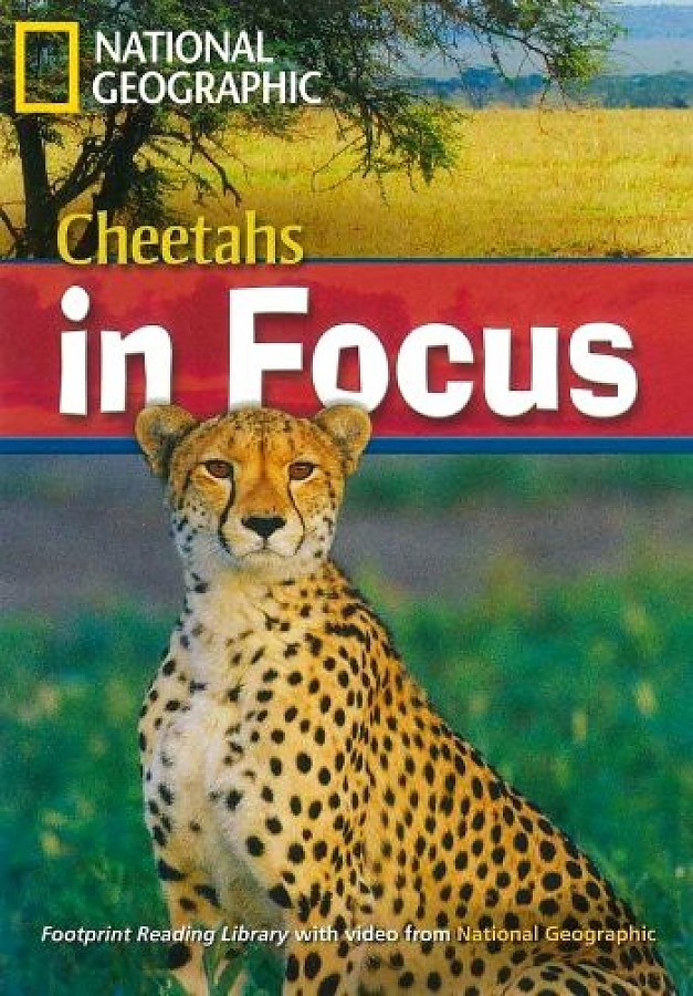 Cheetahs in Focus