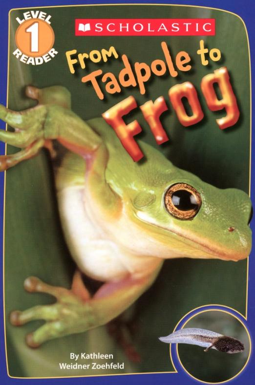 From Tadpole to Frog. Level 1